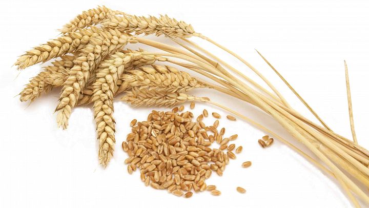 масло зародышей пшеницы